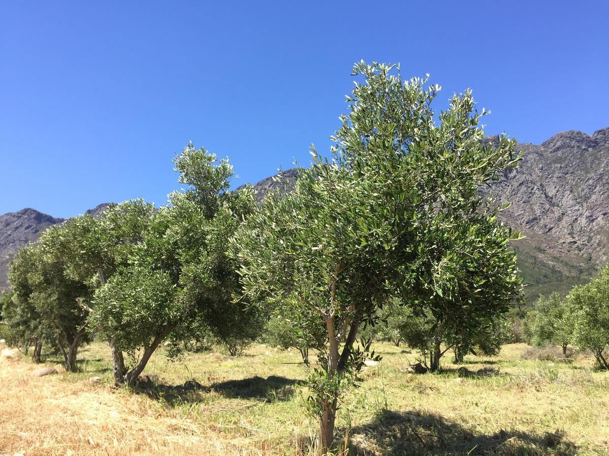 Olive Cottage Franschhoek Bagian luar foto